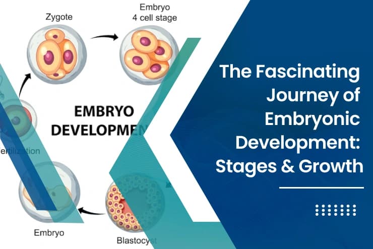 Role of Embryology in Genetic Research & Medicine