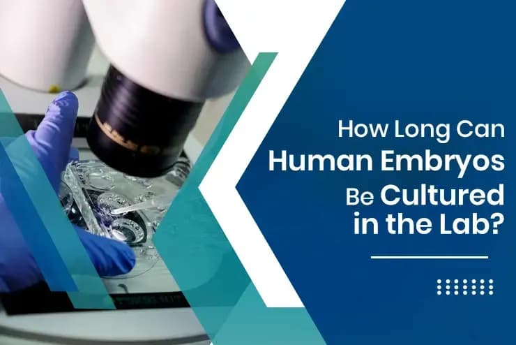 How Long Can Human Embryos Be Cultured in the Lab?