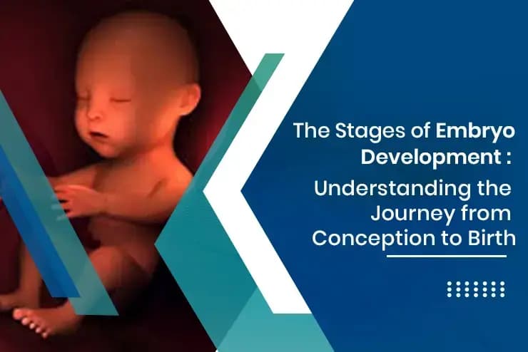 Human Embryo Development Stages